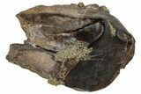 Unworn Dinosaur (Triceratops) Tooth - Wyoming #323967-1